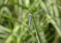 Orthetrum nitidinerve