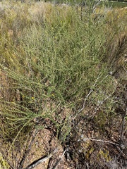 Aspalathus corrudifolia