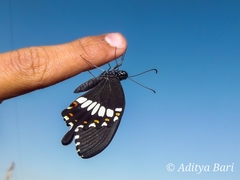 Papilio polytes cyrus