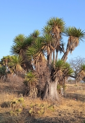 Yucca periculosa