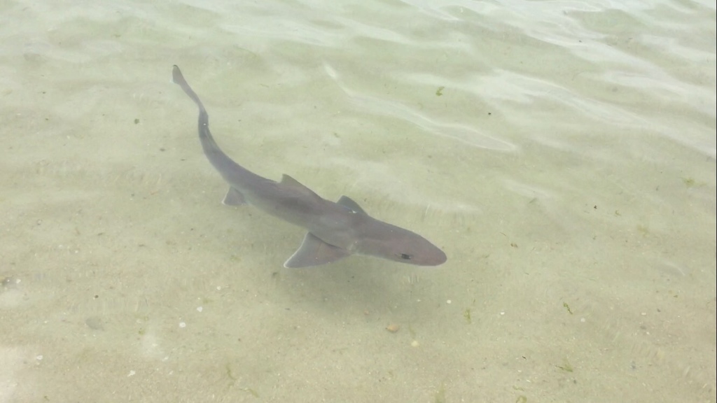Photo of Common smooth-hound (Mustelus mustelus)