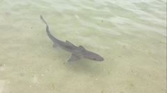 Mustelus mustelus