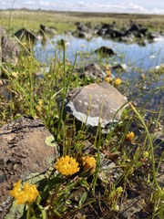 Trifolium jokerstii