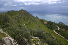 Olea europaea europaea
