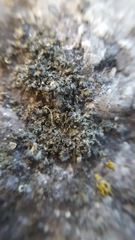 Phaeophyscia nigricans