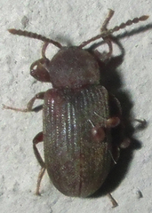 Gonocnemis