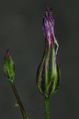 Crupina crupinastrum image