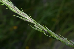 Sinapis pubescens image