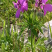 Geranium atlanticum - Photo (c) Errol Véla, alguns direitos reservados (CC BY-NC), uploaded by Errol Véla