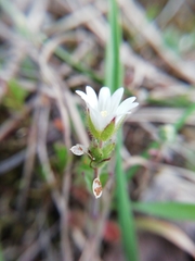 Cerastium pumilum