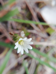 Cerastium pumilum