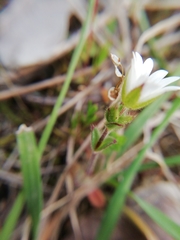 Cerastium pumilum