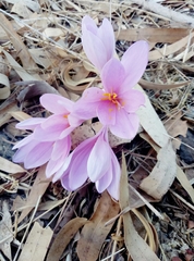 Colchicum hierosolymitanum