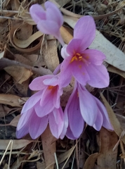 Colchicum hierosolymitanum