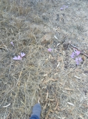 Colchicum hierosolymitanum
