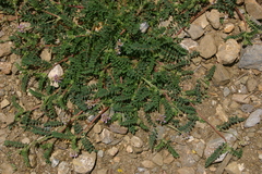 Astragalus echinatus image