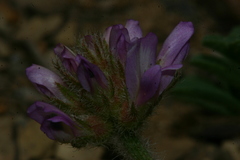 Astragalus echinatus image