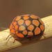 Ladybird Bug - Photo (c) Shobie, some rights reserved (CC BY-NC), uploaded by Shobie