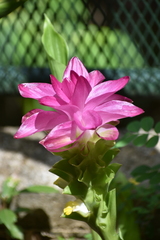 Curcuma zedoaria
