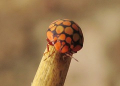 Steganocerus multipunctatus