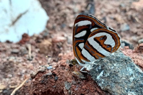 Dynamine artemesia