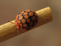 Steganocerus multipunctatus