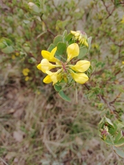Coronilla valentina glauca