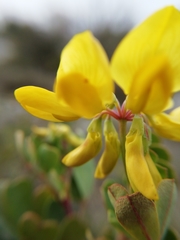 Coronilla valentina glauca
