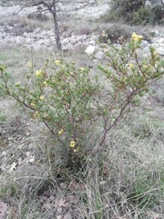Coronilla valentina glauca