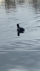 Fulica americana