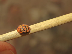 Steganocerus multipunctatus
