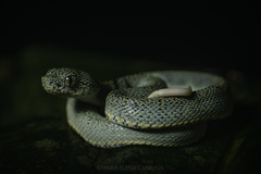 Bothrops bilineatus