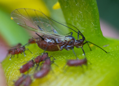 Aphididae