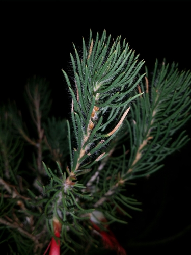 Image of Melaleuca eriocarpa by (c) Helium Luo, some rights reserved (CC BY)