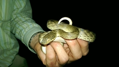 Madagascarophis colubrinus