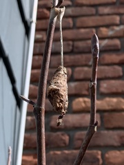 Callosamia promethea