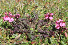 Pedicularis rostratocapitata