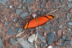 Dryas iulia alcionea