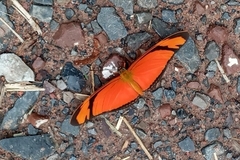 Dryas iulia alcionea