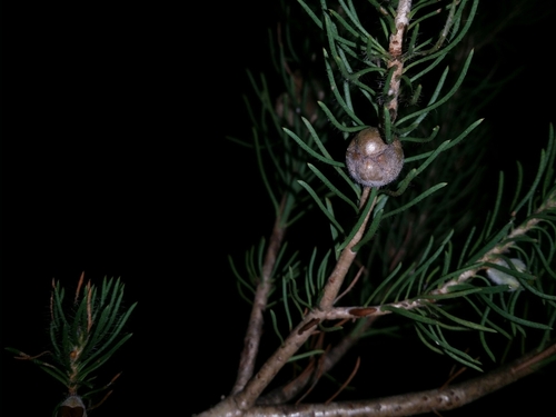 Image of Melaleuca eriocarpa by (c) Helium Luo, some rights reserved (CC BY)