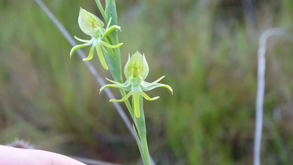 Habenaria sprucei