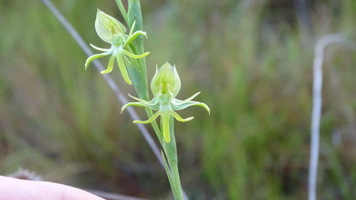 Sprucei Orchid