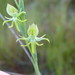 Habenaria sprucei - Photo (c) Julien Piolain, some rights reserved (CC BY-NC), uploaded by Julien Piolain
