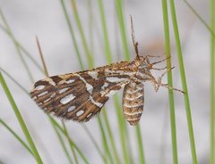 Fernaldella georgiana