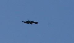 Circaetus gallicus