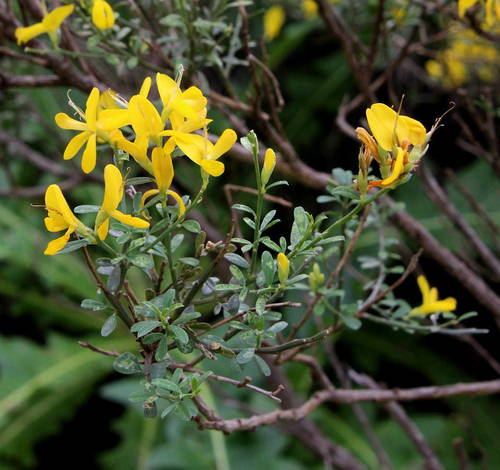 Cytisus osyrioides image