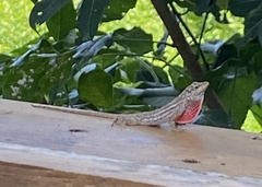 Anolis bicaorum