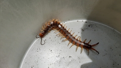 Scolopendra angulata
