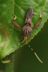 Spathophora biclavata
