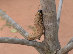 Battus polydamas
